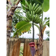 Anak benih pisang berangan 🍌🌱