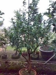 【盛宏茶花】茶花品種︱嫁接大型庭園茶花樹︱2呎1盆︱瑪麗公主TAA035(樹高2米)