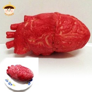 〔8C05〕 Horroribble Halloween Human Heart Prop Decoration Life Size Chop Shop Blood 〔8C〕