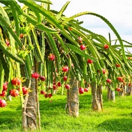 Dragon Fruit, Pitaya, Common Night Blooming Cerus, Red Skin Dragon Fruit, 火龙果, Dragon Fruit for Your