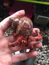 Kelomang Perlatus Merah ( M )