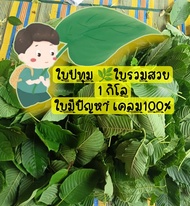 🌿กระท่อมปทุม ใบรวมสวย เล็กกลางใหญ่💥1 กิโล💥ใบมีปัญหาเคลม 100% #ใบกระท่อม #ใบปทุม