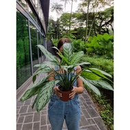 Aglaonema - Silver Queen [REAL PLANT] #supportlocal