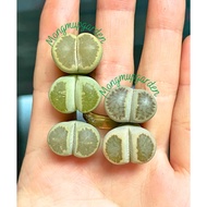 [Choose by picture] Set of 5 lithops lotus plants mixed size 1.5-2cm