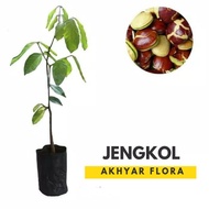 Bibit Jengkol Super Pohon Jengkol Tanaman Jengkol