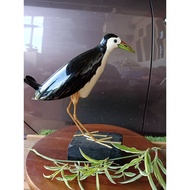 Decoy Patung Burung Wak Wak