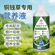 Copper Coin Grass Universal Fertilizer Nutrient Liquid Household Flower Culture Fertilizer Potted Un