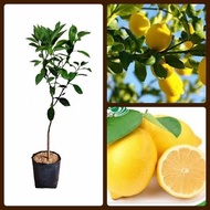 pohon jeruk lemon california bibit jeruk lemon