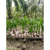 benih pokok kelapa untuk dijual