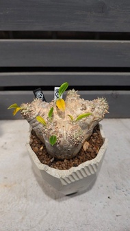 惠比須笑連 n/oh 植木鉢 塊根植物