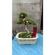 Tanaman bonsai mini mirten sudah jadi tinggal pajang