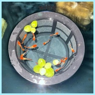 WITTE Fish Fry Cage, Floating Reusable Aquarium Filters,  Large Capacity Fish Fry Isolation Box For 