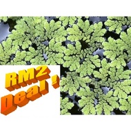 Azolla Microphylla floating plant/Mosquito fern/Fairy moss