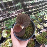 Begonia berbulu/begonia borneo/Begonia