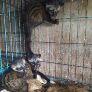 musang pandan ekor putih/ekput