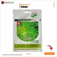 BENIH SELADA ENDIVE ZIDANE LETTUCE ENDIVE ENZA ZADEN-izyoshop