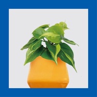 │ 方盆系列 │ 斑葉桃心蔓綠絨 - 水耕盆栽 陶瓷 無土 室內植物