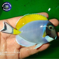 Ikan Hias Air Laut Botana Biru (Powder Blue Tang)