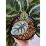 Alocasia Silver Dragon (2-4 Daun) - Bibit Alocasia Dragon Silver