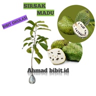 Terlaris Bibit Tanaman Buah Sirsak Madu Okulasi Bibit Sirsak Madu Bibit Sirsak Cepat Berbuah Bibit S