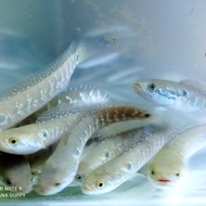 channa asiatica ws pure 5-6cm