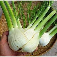 Fennel White Stem Fennel Seeds - Finnocchio