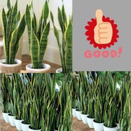 Tanaman Lidah Mertua Hidup, Tanaman Lidah Mertua Jumbo, Tanaman Lidah Mertua Jumbo Super