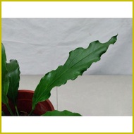 ◄ ▬ ✼ Anthurium plowmanii ( Wave of Love Anthurium Plant )