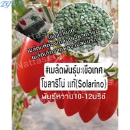 TGWH #เมล็ดพันธุ์มะเขือเทศโซลาริโน่(Solarino)แท้จำนวน20/50/100เมล็ดเนเธอร์แลนด์เมล็ดพันธุ์มะเขือเทศพ
