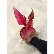 Happi GO 1Pot Caladium Gerny Thailand / Keladi Thailand (Live Plant)