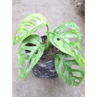 Ready Janda Bolong / Monstera Obliqua / Jabol / Janda Bolong Murah /