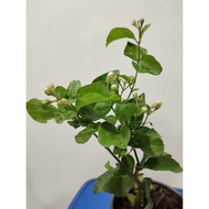 POKOK BUNGA MELUR WANGI/JASMINE PLANT