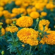 [SeedMan] 300pcs Dwarf Africa Marigold Mix Colour Flower Seeds /矮杆万寿菊花