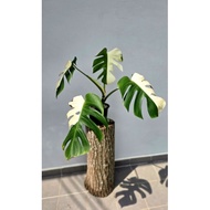 Monstera Albo Japan (HalfMoon)