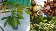 MM- Matoa Sapling/ Anak Pokok Matoa / Pokok Longan Brazil / Pokok Buah Kasai Anak Pokok Tanaman Beni