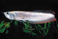 25-30cm Silver Arowana Fish Ikan Kelisa Silver 银龙