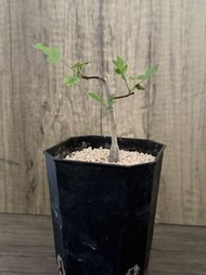 Commiphora kataf 卡塔夫正白皮橄欖，塊根植物，多肉植物