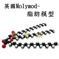 益智城《分子模型》脂肪模型/教學模型/理化教具/三硬脂酸甘油酯模型/甘油脂肪酸模型/Molymod脂肪模型