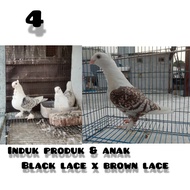 merpati hias santinet brownlace x black lace