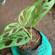 monstera janda bolong | tanaman hias monstera janda bolong