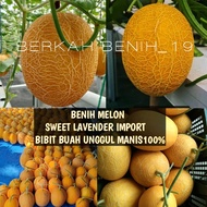 TERMURAH! 150+ BENIH MELON GOLDEN SWEET LAVENDER IMPORT BIBIT UNGGUL