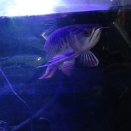 Arwana Golden Red 25cm