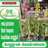Terjangkau Anggrek Dendrobium/Bunga Hias Hidup/Tanaman Anggrek