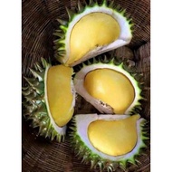 POKOK BENIH durian telor buaya/ hybrid,