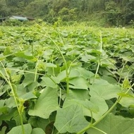Combo of 4 chayote fruits with roots in last photo