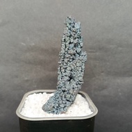 Silver Pillar Leklai 银色柱子力泥 Leklai Goethite 100% Natural Leklai