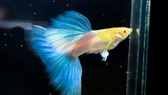 GUPPY ALBINO SKY BLUE TOPAZ BIG DORSAL LIVE FISH BEAUTIFUL SMALL AQUARIUM FISH