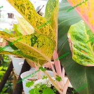 aglaonema big roy