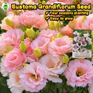 10 Seeds/pack Pink Eustoma Grandiflorum Flower Seeds for Sale Benih Pokok Bunga Eustoma Grandiflorum