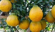 Bibit Tanaman buah Jeruk Dekopon sudah berbuah AA66